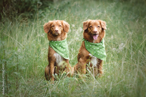 Two look alike dogs sitting in a grass, with green bandanas