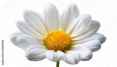 png white flower on tranparent background photo