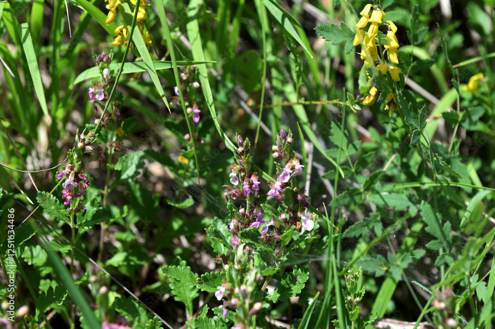 Teucrium chamaedrys grows in nature in summer Teucrium chamaedrys grows in nature in summer