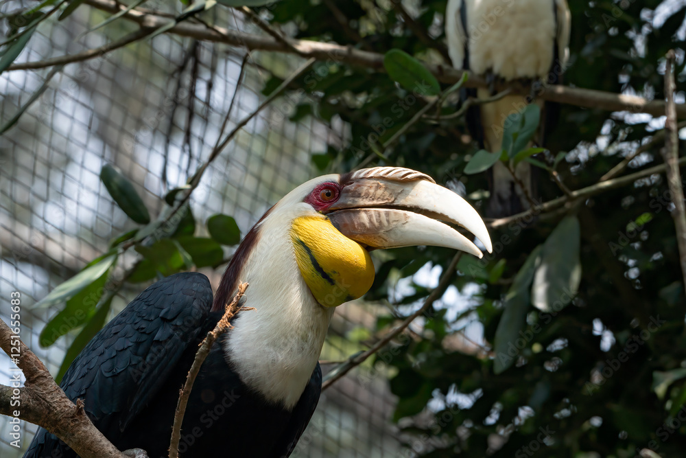 Fototapeta premium Close up of a great hornbill in captivity