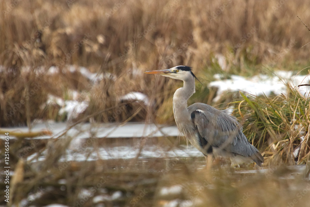 Grey heron (Ardea cinerea). Grey heron in the lake on the morning time at autumn. Heron in a nature, wildlife. Grey heron (Ardea cinerea). Grey heron in the lake on the morning time at autumn. Heron in a nature, wildlife.