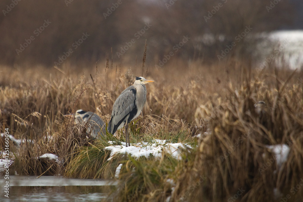 Grey heron (Ardea cinerea). Grey heron in the lake on the morning time at autumn. Heron in a nature, wildlife. Grey heron (Ardea cinerea). Grey heron in the lake on the morning time at autumn. Heron in a nature, wildlife.