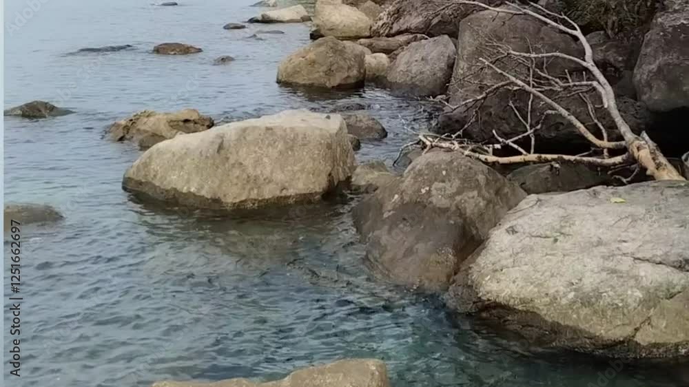 stream in the forest