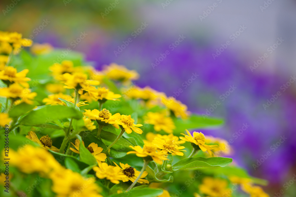Obraz premium yellow flowers in a field