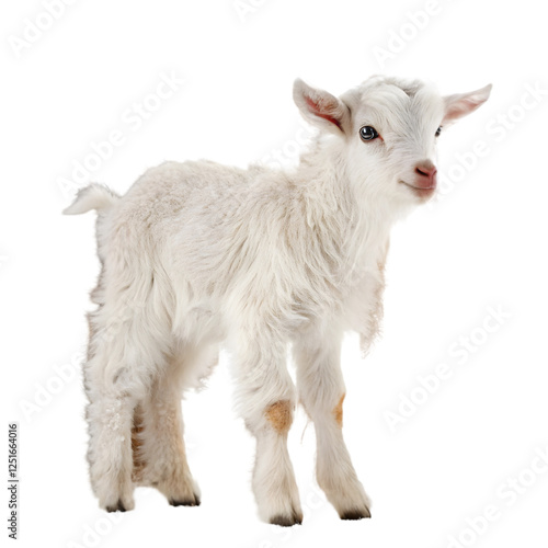 Lamb standing up isolated on a white background