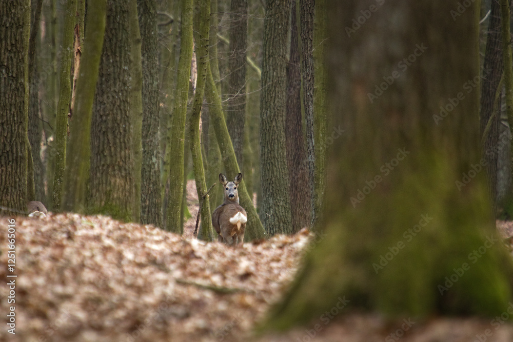 Obraz premium Roe deer on the deep forest at the evening. ( capreolus capreolus ). Roe standing among the trees.