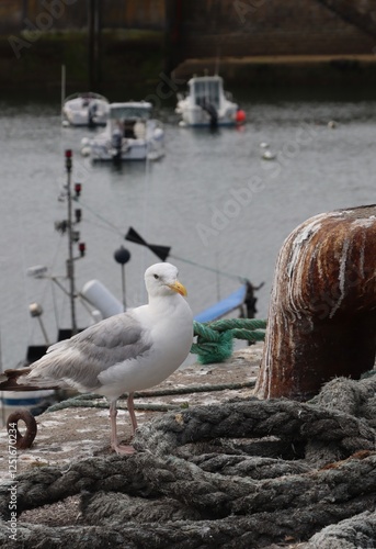 Obraz na płótnie seagull on the harbor quay w salonie