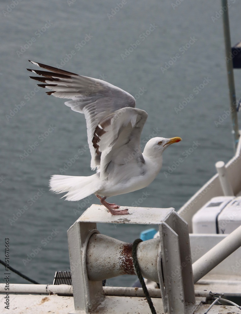 seagull landing on a mast