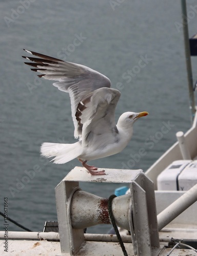 Obraz na płótnie seagull landing on a mast w salonie