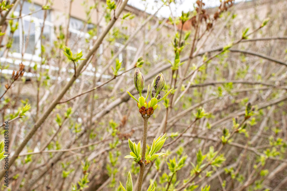 lilac branches in early spring lilac branches in early spring