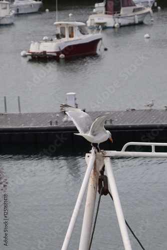 Seagull standing on a mast in the harbor