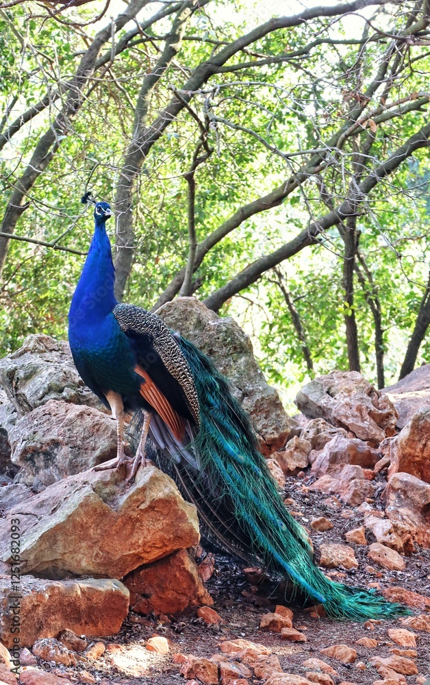 Fototapeta premium peacock in the park