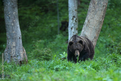 Niedźwiedź brunatny, (Ursus arctos), brown bear