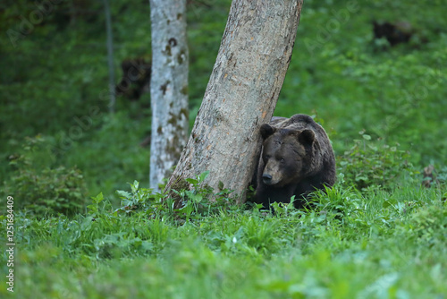 Fototapeta Naklejka Na Ścianę i Meble -  Niedźwiedź brunatny, (Ursus arctos), brown bear