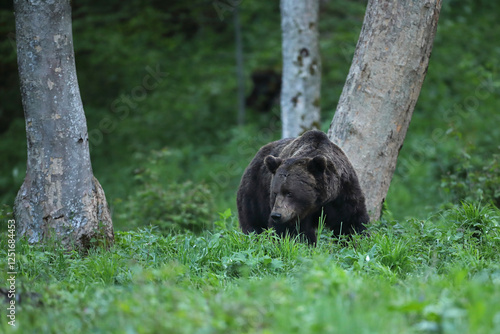 Fototapeta Naklejka Na Ścianę i Meble -  Niedźwiedź brunatny, (Ursus arctos), brown bear