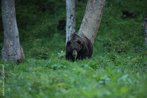 Fototapeta Naklejka Na Ścianę i Meble -  Niedźwiedź brunatny, (Ursus arctos), brown bear