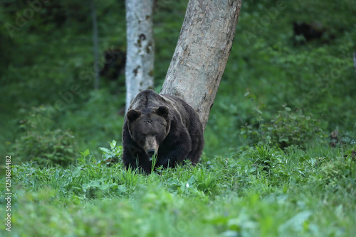 Fototapeta Naklejka Na Ścianę i Meble -  Niedźwiedź brunatny, (Ursus arctos), brown bear