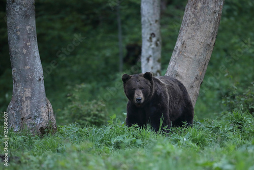 Fototapeta Naklejka Na Ścianę i Meble -  Niedźwiedź brunatny, (Ursus arctos), brown bear