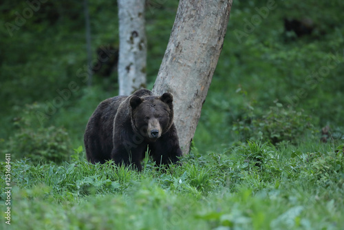 Fototapeta Naklejka Na Ścianę i Meble -  Niedźwiedź brunatny, (Ursus arctos), brown bear