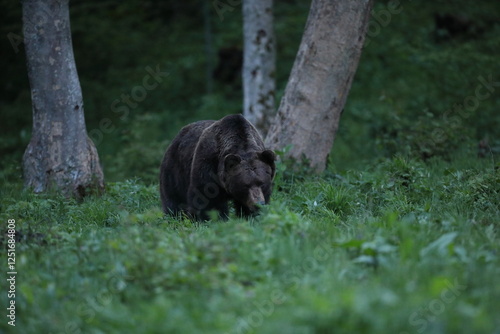 Fototapeta Naklejka Na Ścianę i Meble -  Niedźwiedź brunatny, (Ursus arctos), brown bear