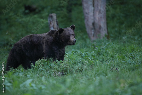 Fototapeta Naklejka Na Ścianę i Meble -  Niedźwiedź brunatny, (Ursus arctos), brown bear