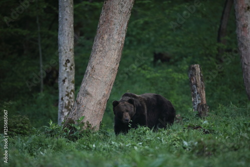 Fototapeta Naklejka Na Ścianę i Meble -  Niedźwiedź brunatny, (Ursus arctos), brown bear