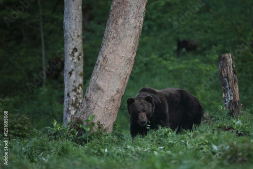Fototapeta Naklejka Na Ścianę i Meble -  Niedźwiedź brunatny, (Ursus arctos), brown bear