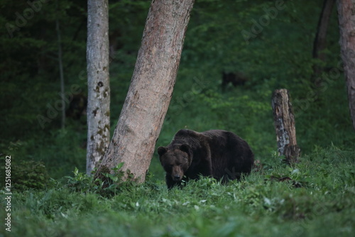 Fototapeta Naklejka Na Ścianę i Meble -  Niedźwiedź brunatny, (Ursus arctos), brown bear