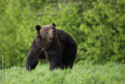 Fototapeta Naklejka Na Ścianę i Meble -  Niedźwiedź brunatny, (Ursus arctos), brown bear