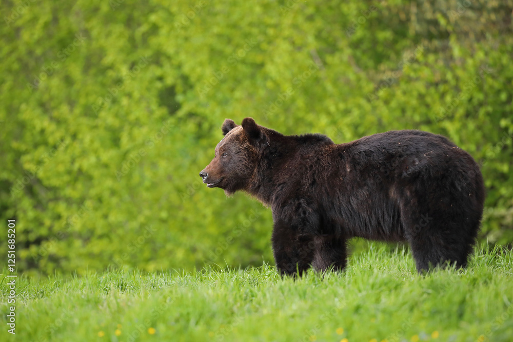 Niedźwiedź brunatny, (Ursus arctos), brown bear Niedźwiedź brunatny, (Ursus arctos), brown bear