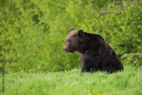 Fototapeta Naklejka Na Ścianę i Meble -  Niedźwiedź brunatny, (Ursus arctos), brown bear