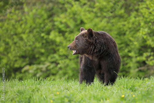 Fototapeta Naklejka Na Ścianę i Meble -  Niedźwiedź brunatny, (Ursus arctos), brown bear