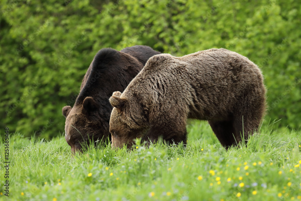 Niedźwiedź brunatny, (Ursus arctos), brown bear Niedźwiedź brunatny, (Ursus arctos), brown bear