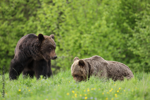Fototapeta Naklejka Na Ścianę i Meble -  Niedźwiedź brunatny, (Ursus arctos), brown bear