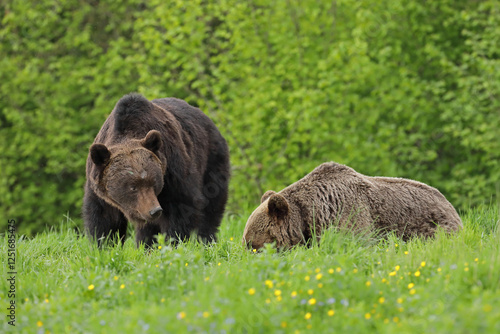 Fototapeta Naklejka Na Ścianę i Meble -  Niedźwiedź brunatny, (Ursus arctos), brown bear