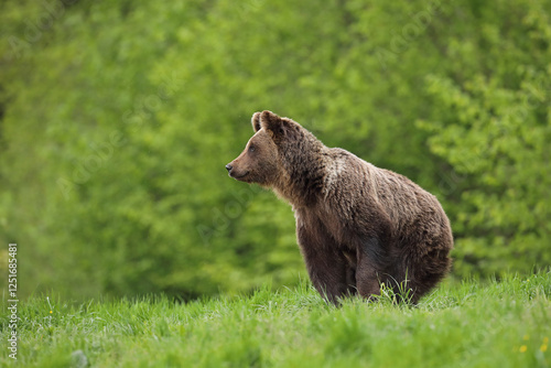 Fototapeta Naklejka Na Ścianę i Meble -  Niedźwiedź brunatny, (Ursus arctos), brown bear