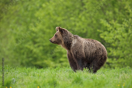 Fototapeta Naklejka Na Ścianę i Meble -  Niedźwiedź brunatny, (Ursus arctos), brown bear