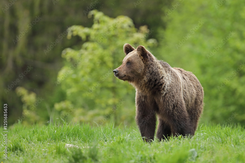Fototapeta premium Niedźwiedź brunatny, (Ursus arctos), brown bear