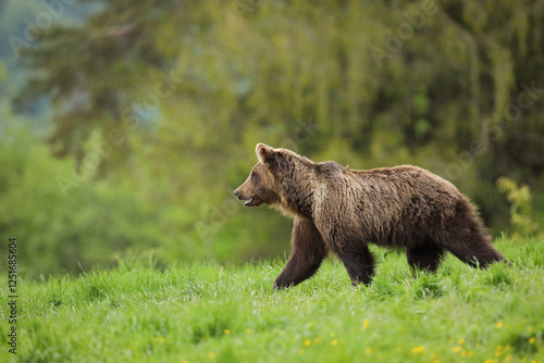 Fototapeta Naklejka Na Ścianę i Meble -  Niedźwiedź brunatny, (Ursus arctos), brown bear