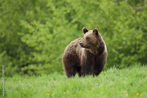 Fototapeta Naklejka Na Ścianę i Meble -  Niedźwiedź brunatny, (Ursus arctos), brown bear