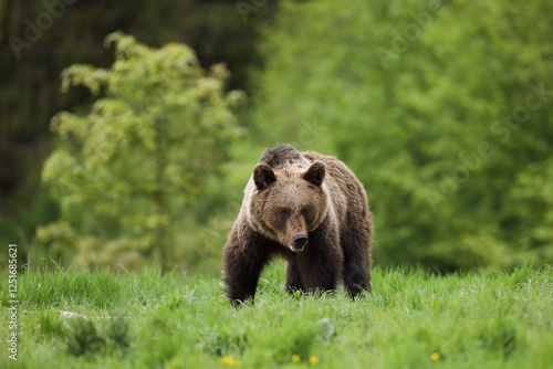 Fototapeta Naklejka Na Ścianę i Meble -  Niedźwiedź brunatny, (Ursus arctos), brown bear