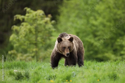 Fototapeta Niedźwiedź brunatny, (Ursus arctos), brown bear