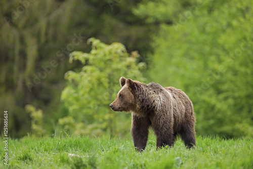 Fototapeta Naklejka Na Ścianę i Meble -  Niedźwiedź brunatny, (Ursus arctos), brown bear