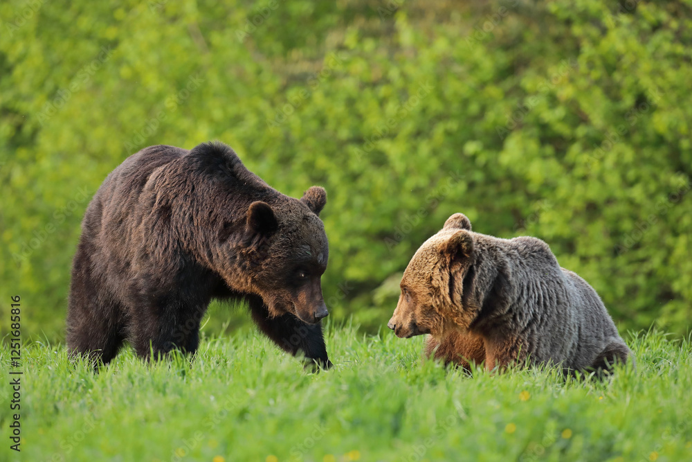 Fototapeta premium Niedźwiedź brunatny, (Ursus arctos), brown bear