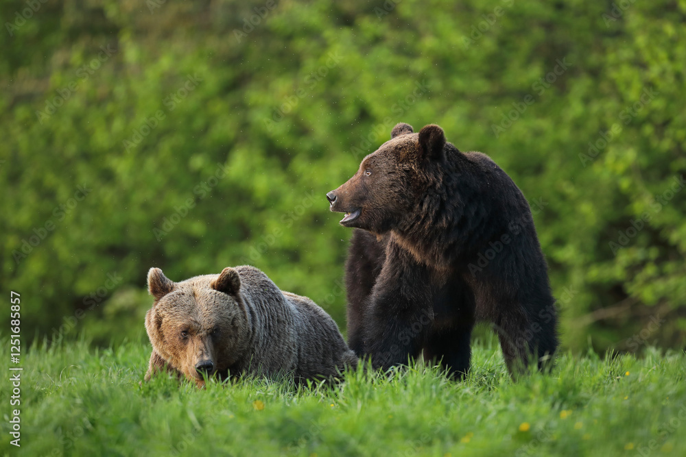 Fototapeta premium Niedźwiedź brunatny, (Ursus arctos), brown bear
