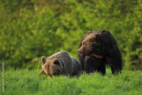 Fototapeta Naklejka Na Ścianę i Meble -  Niedźwiedź brunatny, (Ursus arctos), brown bear