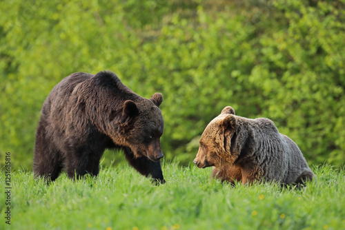 Fototapeta Naklejka Na Ścianę i Meble -  Niedźwiedź brunatny, (Ursus arctos), brown bear