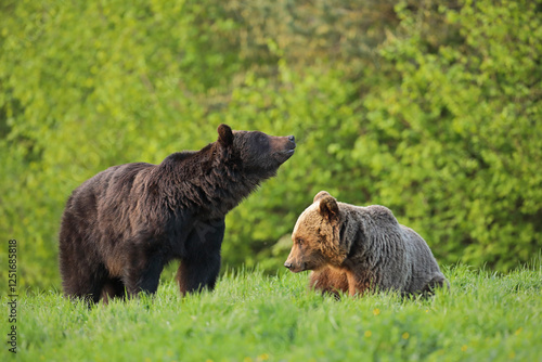 Fototapeta Naklejka Na Ścianę i Meble -  Niedźwiedź brunatny, (Ursus arctos), brown bear