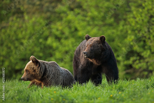 Fototapeta Naklejka Na Ścianę i Meble -  Niedźwiedź brunatny, (Ursus arctos), brown bear