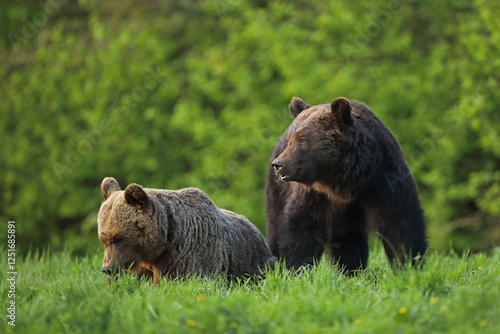 Fototapeta Naklejka Na Ścianę i Meble -  Niedźwiedź brunatny, (Ursus arctos), brown bear